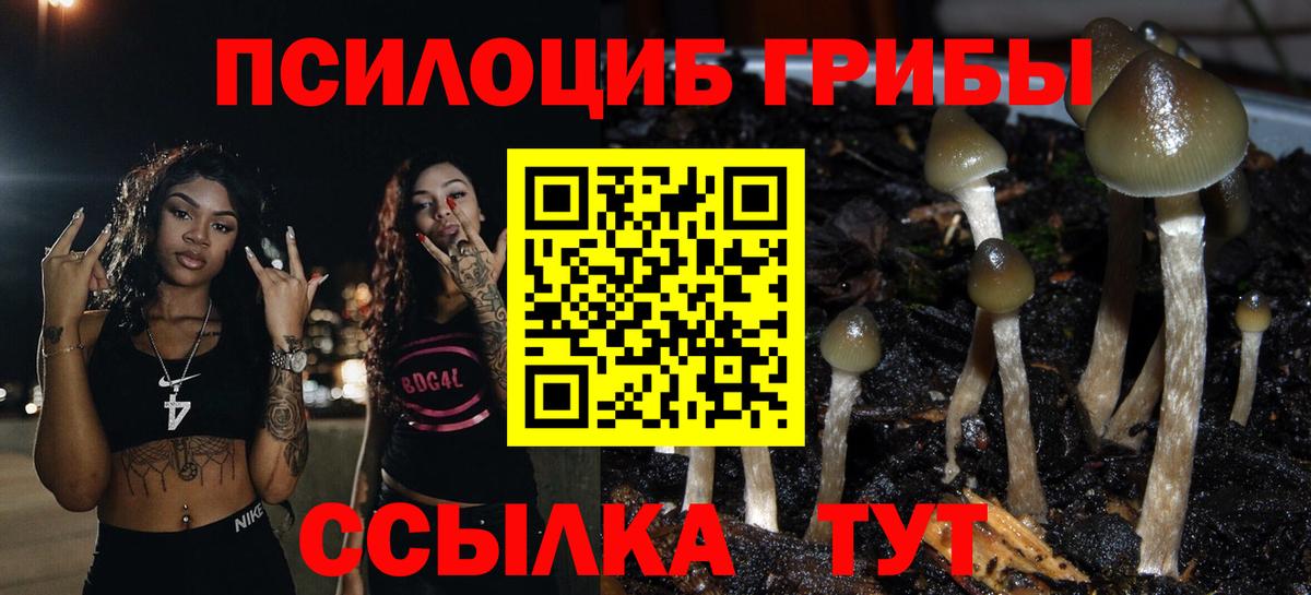 Галлюциногенные грибы Psilocybe Вязьма